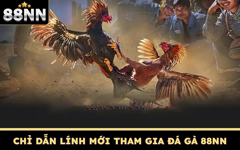 Đá Gà 88NN - Sòng Gà Đẳng Cấp Đậm Chất Dân Chơi 3 Chỉ dẫn lính mới tham gia đá gà 88NN