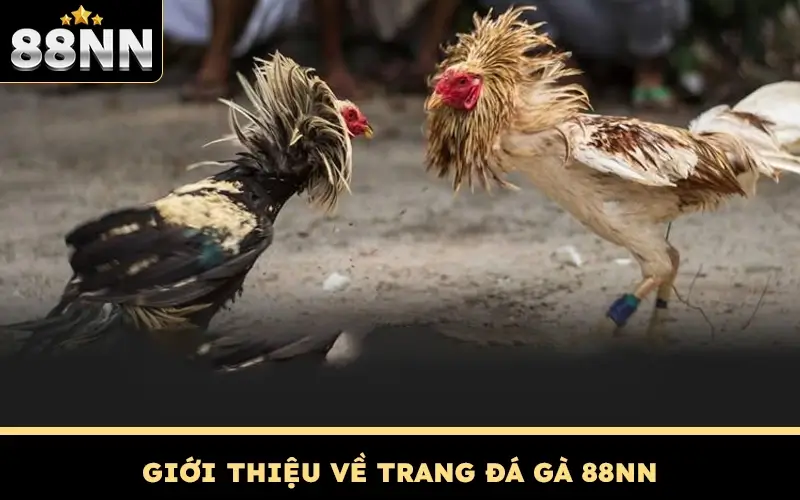 Đá Gà 88NN - Sòng Gà Đẳng Cấp Đậm Chất Dân Chơi 1 Giới thiệu về Trang đá gà 88NN